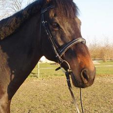 Fuldblod (XX) Little Hunter  *DØD*