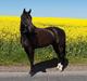 Dansk Varmblod Justen Joy Hill