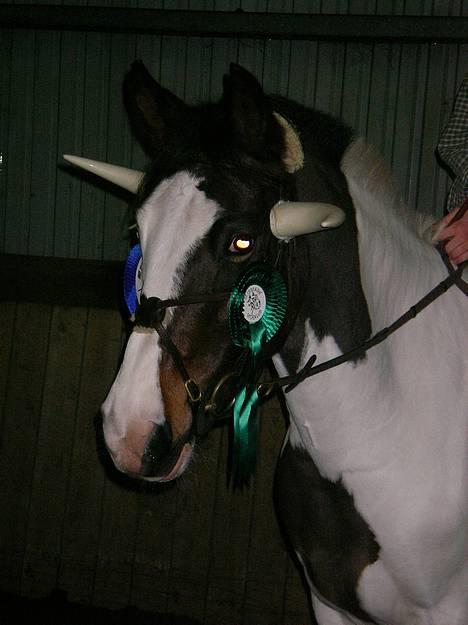 Pinto Miss coco Chanell - det er ikke en hest det er en ko :D billede 17