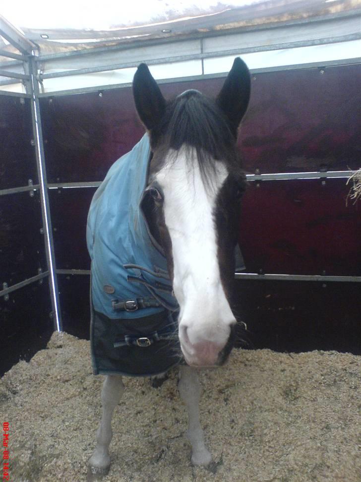 Pinto Miss coco Chanell - Komet til landsstævne i Herning :)  billede 19