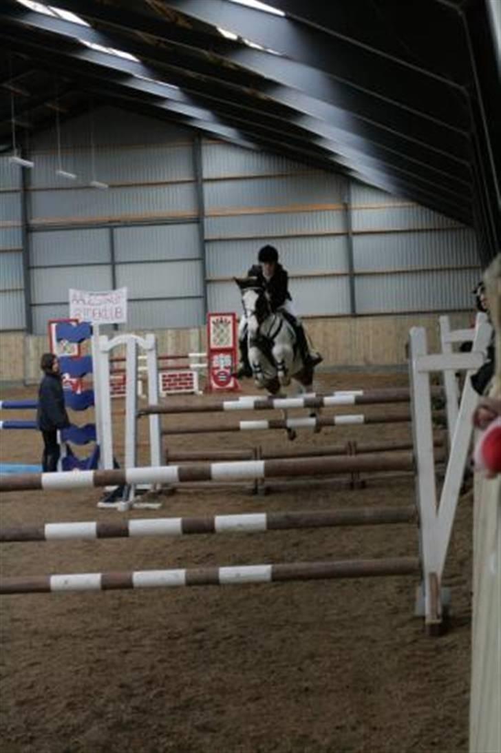 Pinto Miss coco Chanell - Holdmesterskaberne :D  billede 20