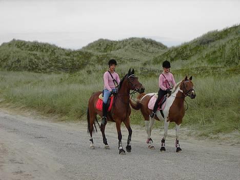 Hollandsk Sportspony Bobo (+Aflivet+) -   På vej til vester havet med alligance.... billede 11