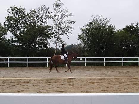 Anden særlig race Zantox billede 10