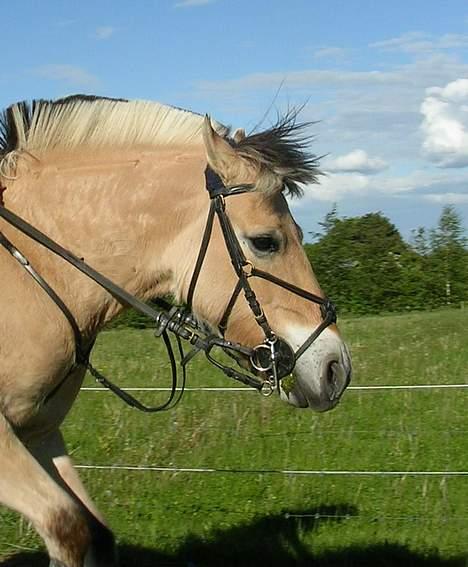 Fjordhest NapoleonSOOLGT billede 18