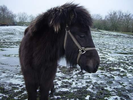 Isl&#230;nder Pila billede 6