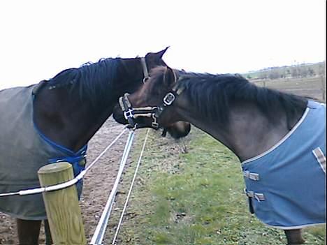 Gotlandsruss Tejas Zorinna-Pi - Geo min ynglings hest, kysser med Zorinna... billede 3