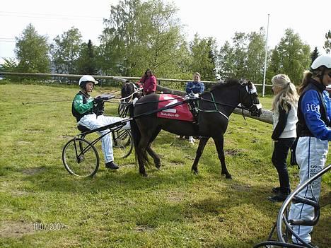 Gotlandsruss Tejas Zorinna-Pi - Her kigger Zorinna ind til min hingst Uno . billede 6