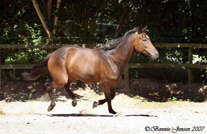 Traver Kubius - R.I.P - Kubi - Fotograf: Bonnie jensen billede 3