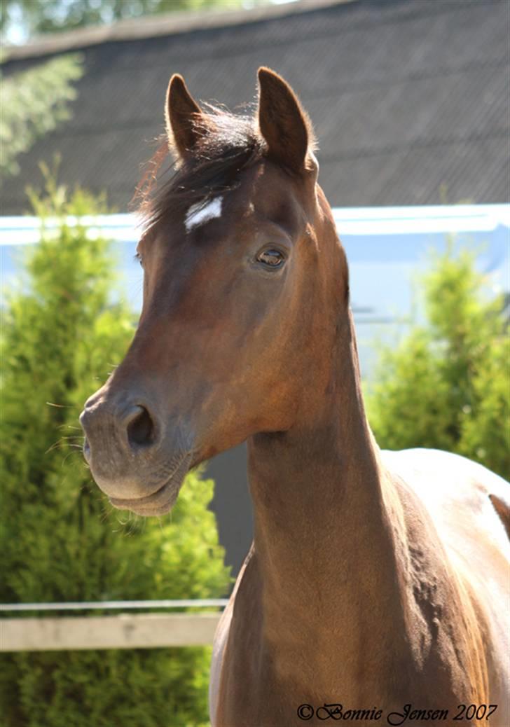 Traver Kubius - R.I.P - Kubi - Fotograf: Bonnie jensen billede 4