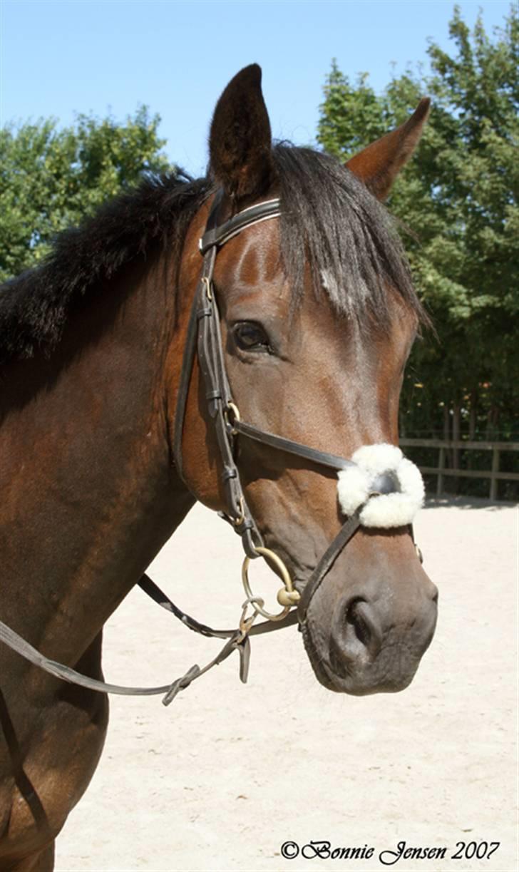 Traver Kubius - R.I.P - Kubi - Fotograf: Bonnie jensen billede 5