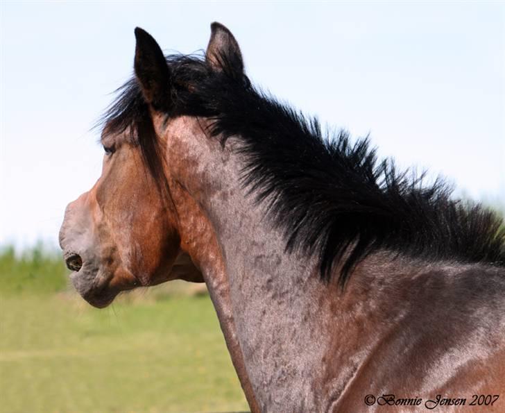 Traver Kubius - R.I.P - Et lille vrinsk, hiiih - Fotograf: Bonnie jensen billede 6