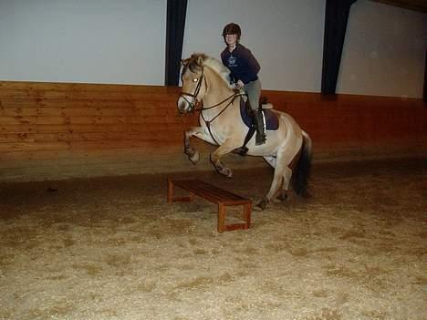 Fjordhest NapoleonSOOLGT - napoleon springer over "farlig " bænk billede 19