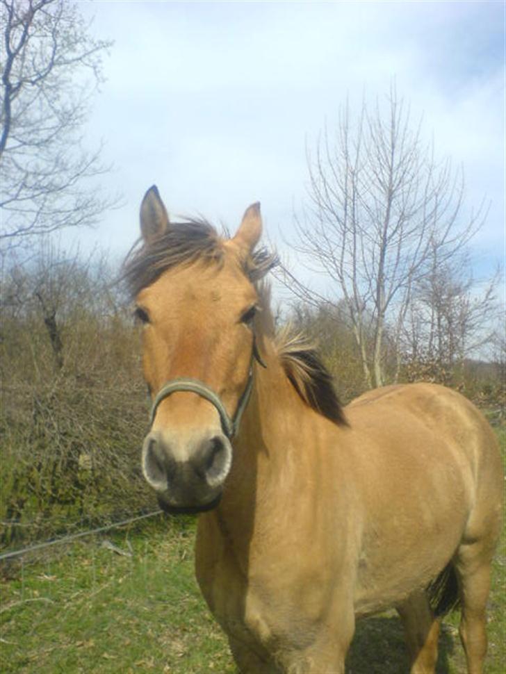 Anden særlig race lukas billede 18