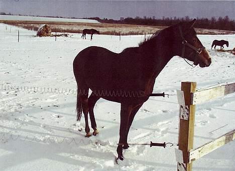 Anglo Araber (AA) Zenith Cooler - et vinterbillede af en ung Zenith fra1999 billede 11