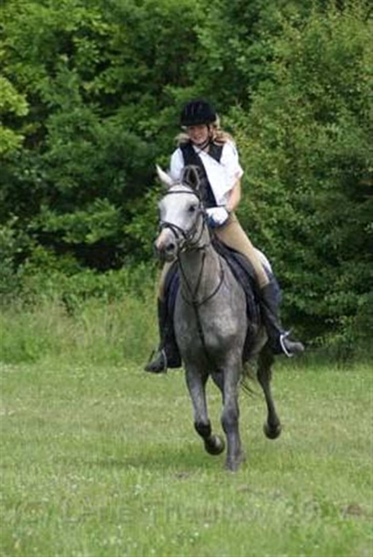 Anglo Araber (AA) Zenith Cooler - Hedelandsridtet 2007 slutningen af 23 km billede 13