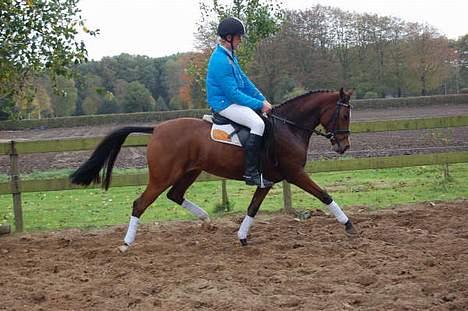 Hollandsk Sportspony Brandy (Misse) - Det er en fra Holland der rider hende billede 1