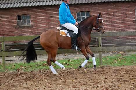 Hollandsk Sportspony Brandy (Misse) billede 2