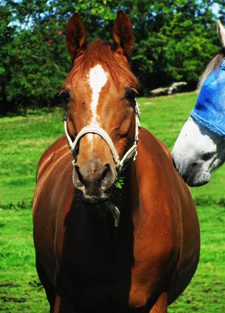 DSP Firhøjs Nobi - min engel - da vi tog valget af aflivning, skulle hun ikke stå inde mere !! så hun kom ud, for første gang i et år.. hun var så lykkelig ;´| billede 8