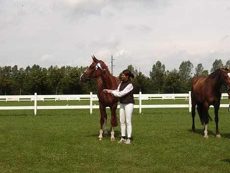 Dansk Varmblod   Safir-Bell Ravnsbjerg   billede 11