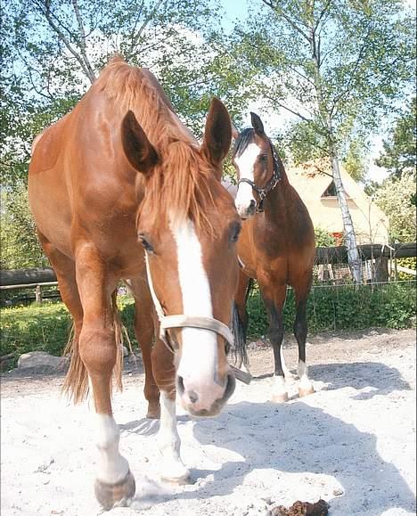 Dansk Varmblod   Safir-Bell Ravnsbjerg   billede 15
