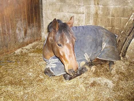 Connemara Pegasus solgt billede 13