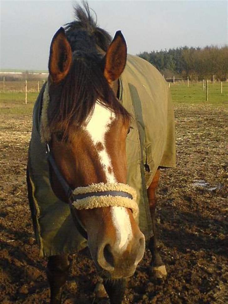 Dansk Varmblod Riisgårds maclaine R.I P  - Velkommen til Maclaine´s profil håber i kan lide den  billede 1