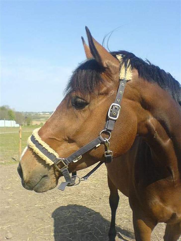 Dansk Varmblod Riisgårds maclaine R.I P  - dejlig billede 2