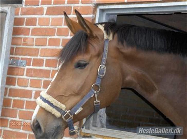 Dansk Varmblod Riisgårds maclaine R.I P  - nyskerig billede 5