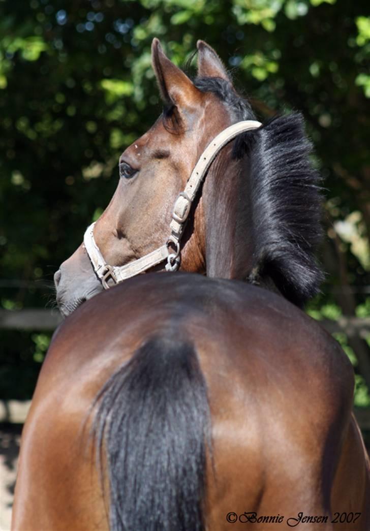 Traver Kubius - R.I.P - Fotograf: Bonnie jensen billede 8