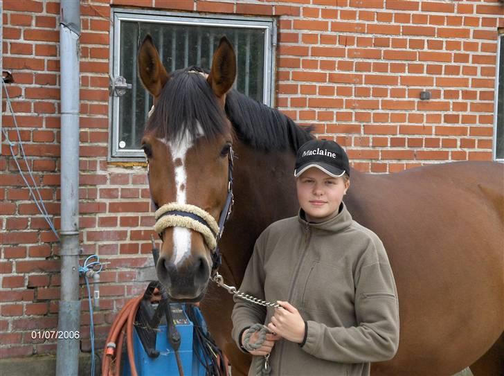 Dansk Varmblod Riisgårds maclaine R.I P  - mig og magi  billede 12