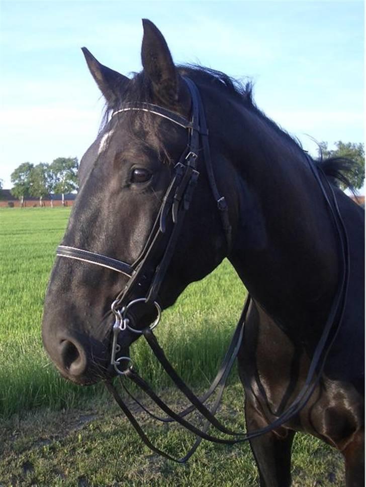 Oldenborg Rockie Pindborg - Skønnere hoved skal man lede længe efter!! billede 3