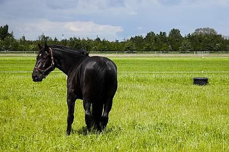 Oldenborg Rockie Pindborg - Rockeren på sommergræs på Amager billede 4