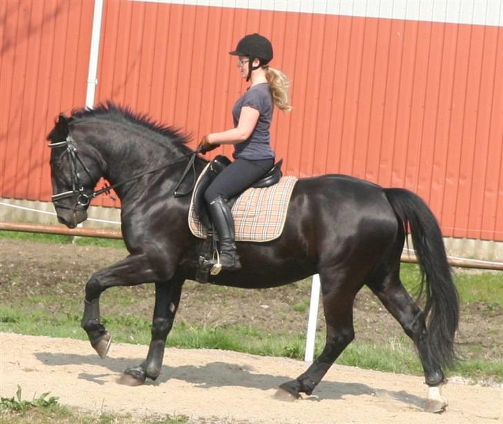 Oldenborg Rockie Pindborg - Lidt mere ridning billede 6