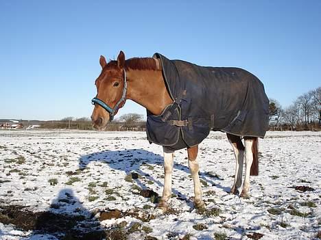 Pinto Indian Fellow  R.I.P  billede 5