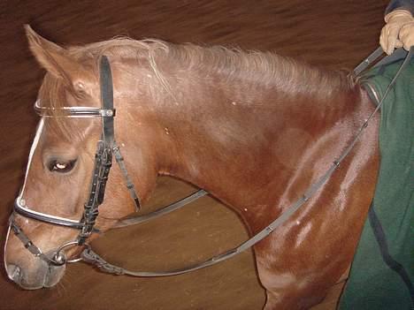 Welsh Pony af Cob-type (sec C) Romy's Elegant billede 11