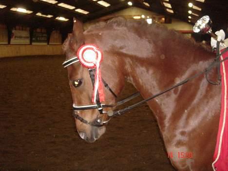 Welsh Pony af Cob-type (sec C) Romy's Elegant - Bymester [: billede 14