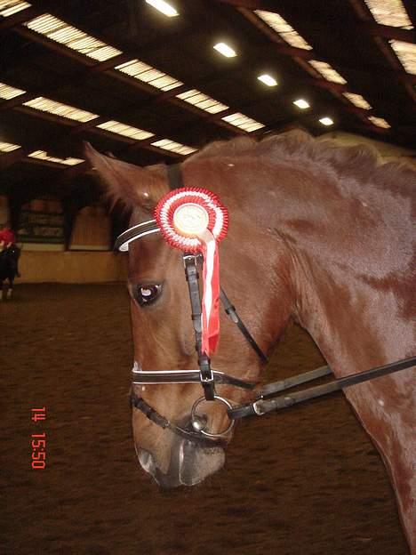 Welsh Pony af Cob-type (sec C) Romy's Elegant - bymester (: billede 15