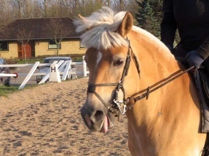 Haflinger Ines (Tidl. pony) - Ines rækker lige tunge til kameraet..!! billede 19