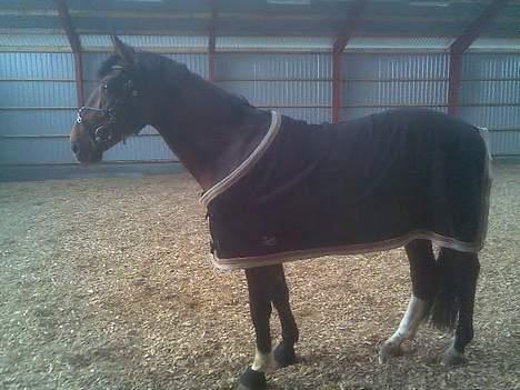 Hannoveraner Zacharias Star *solgt* - Se mig... billede 7