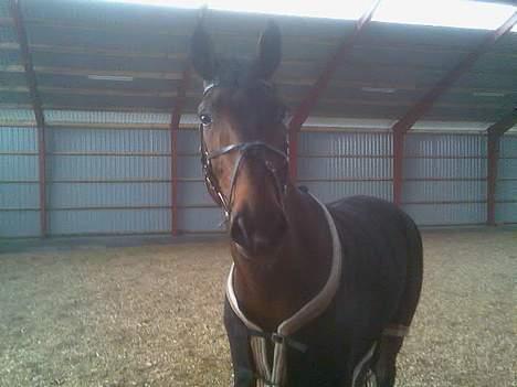 Hannoveraner Zacharias Star *solgt* - Hvad er det...? billede 8