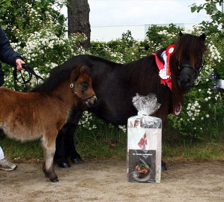 Shetlænder Pamela v.d Englenhof - Pamela 24 point og ærespræmie bedste følhoppe på tværs af racer 2011 Fotograf : Charlotte Malle. billede 1