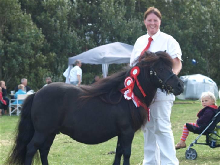 Shetlænder Pamela v.d Englenhof - Pamela 24 point fløj og ærespræmie og skuets bedste hoppe:) billede 2