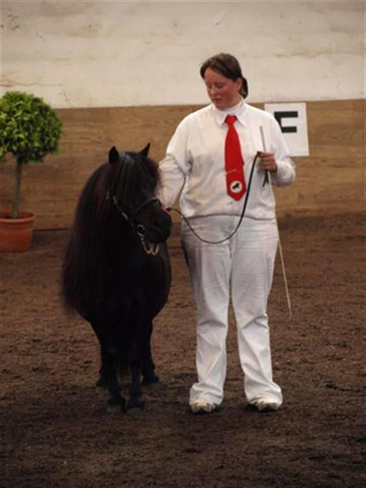 Shetlænder Pamela v.d Englenhof - til kåringen 2008 billede 3
