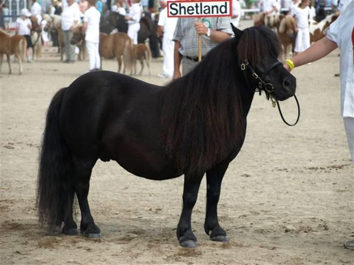 Shetlænder Pamela v.d Englenhof - Landsskuet 2009 billede 5