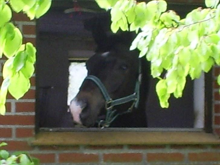 Trakehner Lazio billede 1