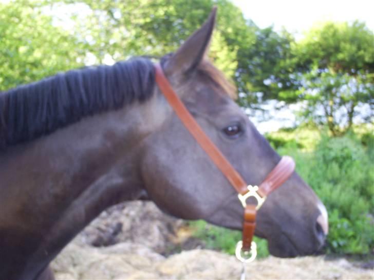 Trakehner Lazio - Lazio 9. juli 2007 billede 2