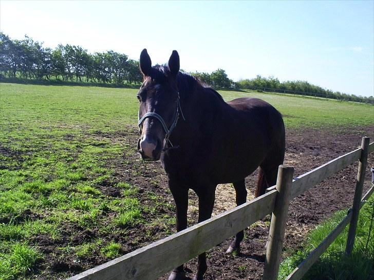 Trakehner Lazio billede 3