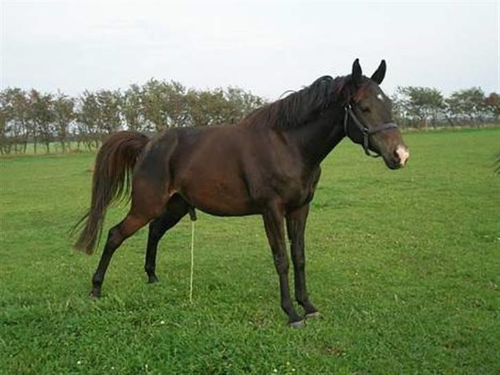 Trakehner Lazio - Hmmmmm billede 4