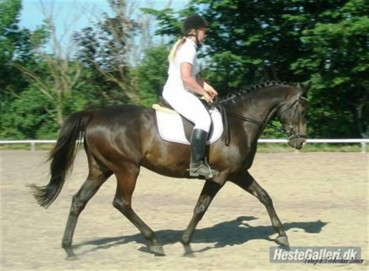 Trakehner Lazio - Juni 2007 Vores første stævne billede 5