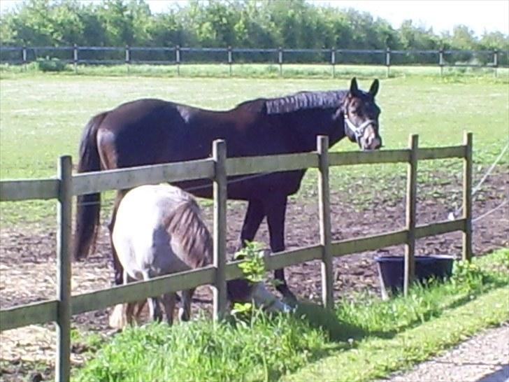 Trakehner Lazio billede 6